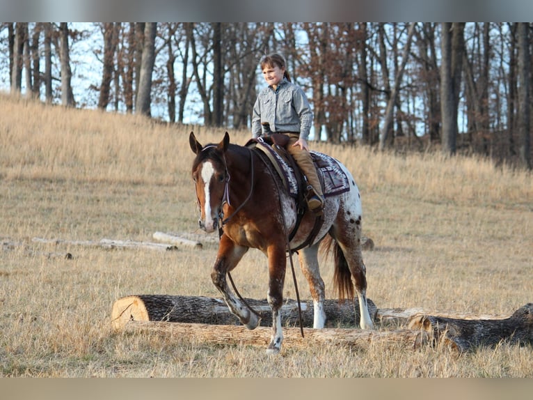 Pony de las Américas Mestizo Caballo castrado 4 años 145 cm  in Purdy
