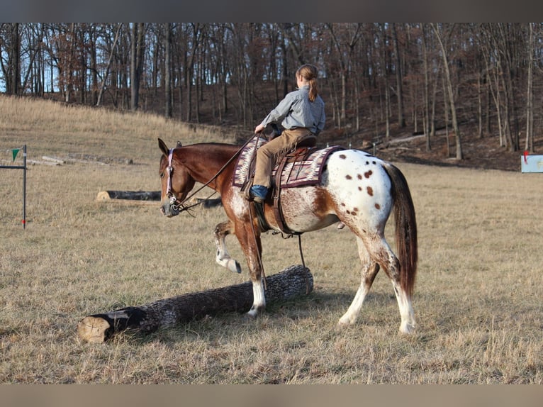 Pony de las Américas Mestizo Caballo castrado 4 años 145 cm  in Purdy