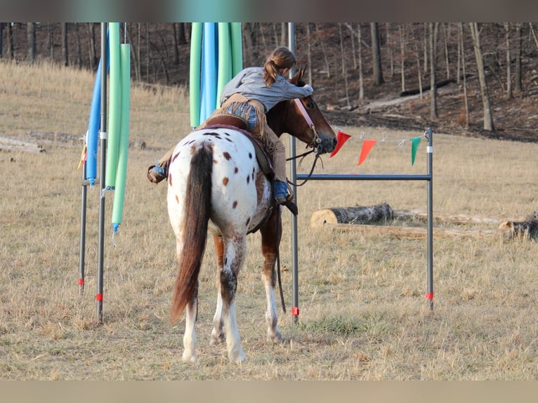 Pony de las Américas Mestizo Caballo castrado 4 años 145 cm  in Purdy