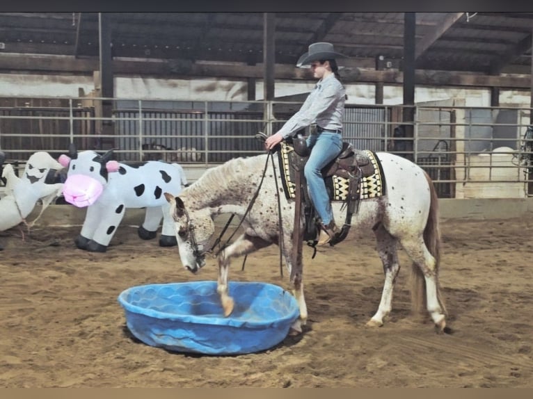 Pony de las Américas Caballo castrado 4 años 147 cm Alazán-tostado in Robards