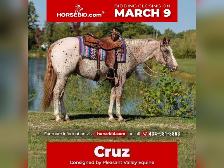 Pony de las Américas Caballo castrado 4 años 147 cm Ruano alazán in Robards