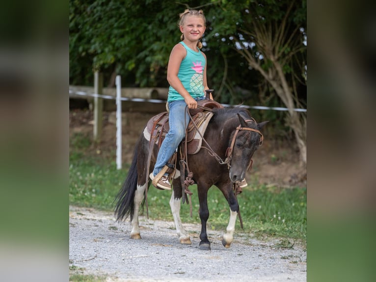 Pony de las Américas Caballo castrado 4 años 91 cm Tobiano-todas las-capas in Ewing KY