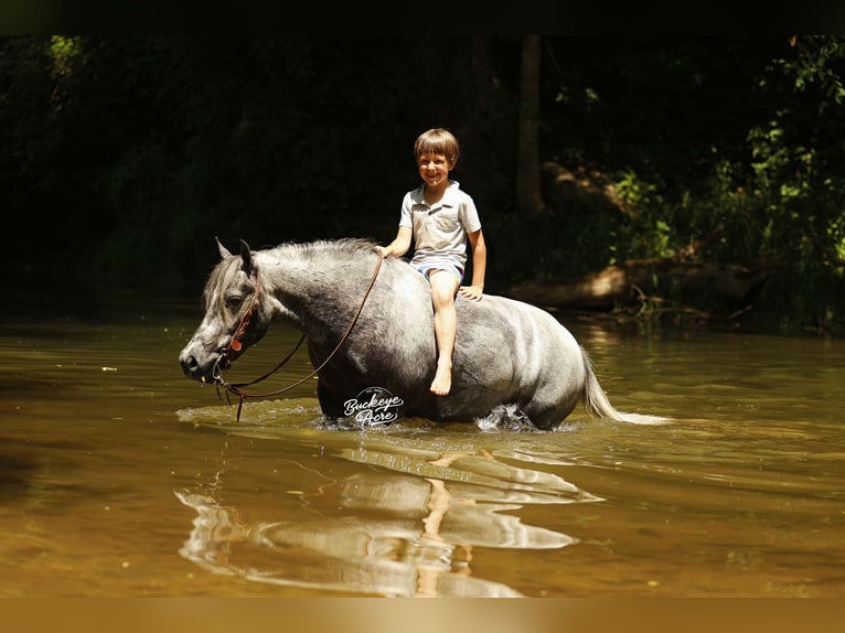 Pony de las Américas Caballo castrado 5 años 114 cm Tordo in Millersburg