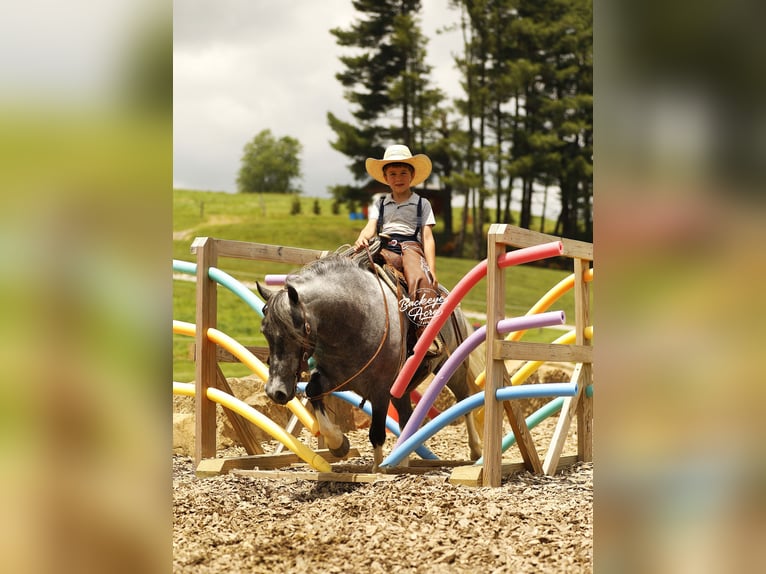 Pony de las Américas Caballo castrado 5 años 114 cm Tordo in Millersburg