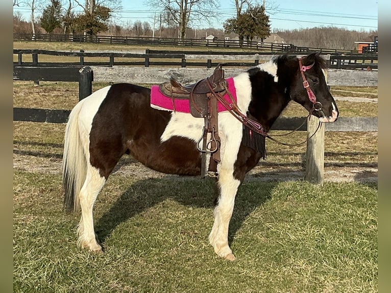 Pony de las Américas Caballo castrado 5 años 122 cm Tobiano-todas las-capas in Lexington