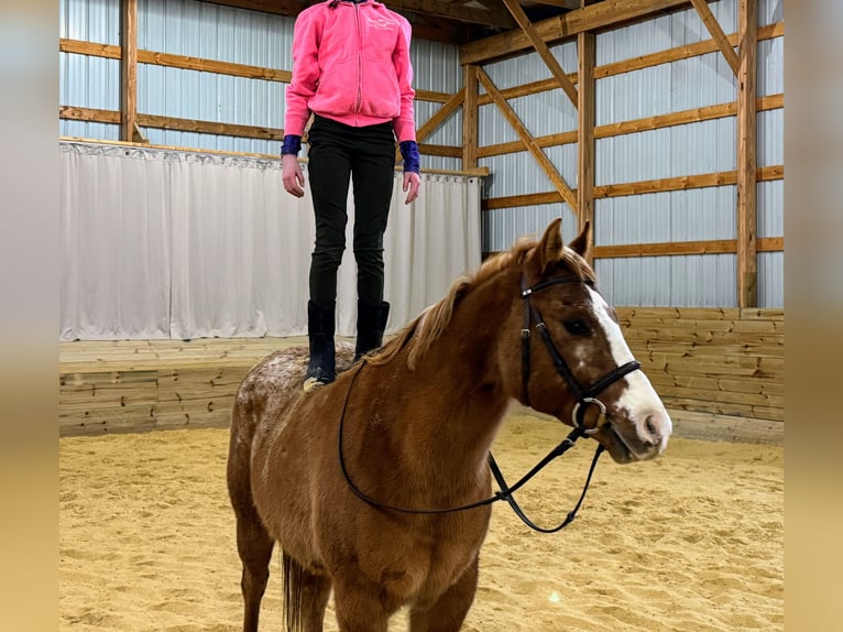Pony de las Américas Caballo castrado 5 años 140 cm Red Dun/Cervuno in Ridgway