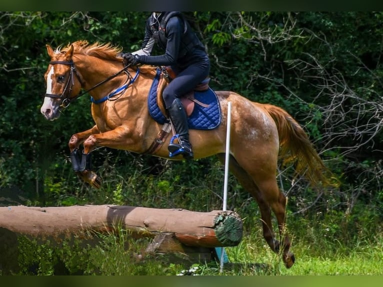 Pony de las Américas Caballo castrado 5 años 140 cm Red Dun/Cervuno in Ridgway