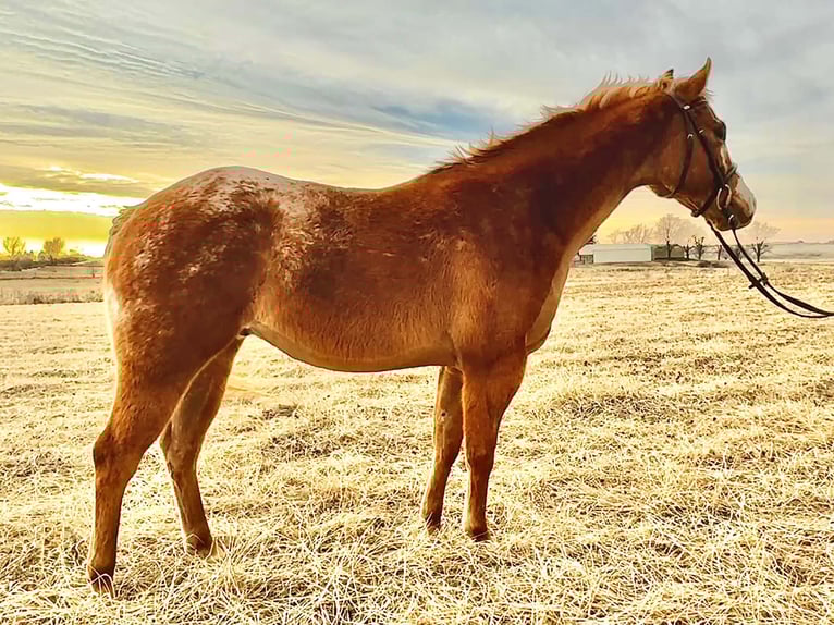 Pony de las Américas Caballo castrado 5 años 140 cm Red Dun/Cervuno in Ridgway