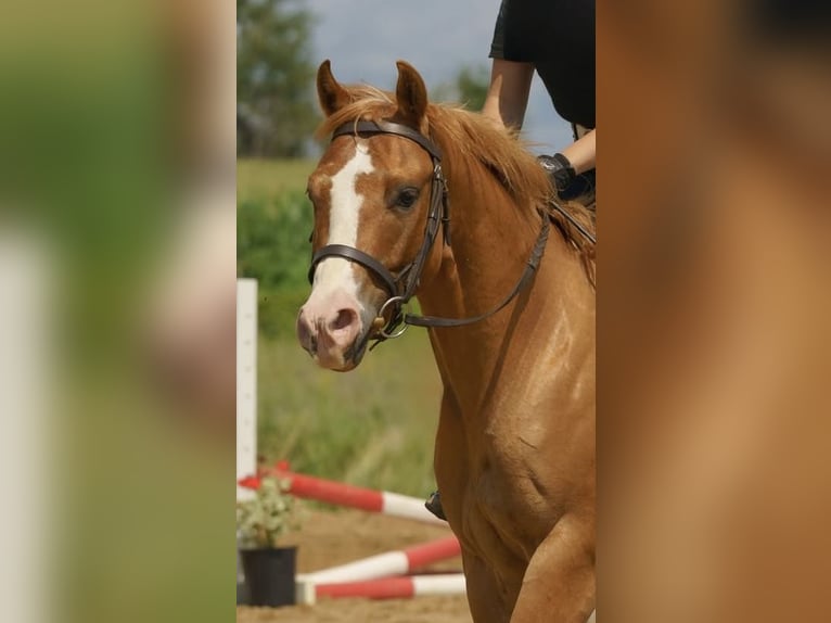 Pony de las Américas Caballo castrado 5 años 140 cm Red Dun/Cervuno in Ridgway