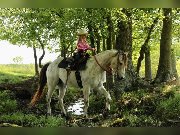 Pony de las Américas Caballo castrado 5 años 142 cm Buckskin/Bayo in Horton