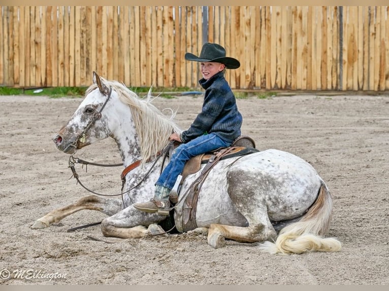 Pony de las Américas Caballo castrado 5 años 142 cm  in Rigby