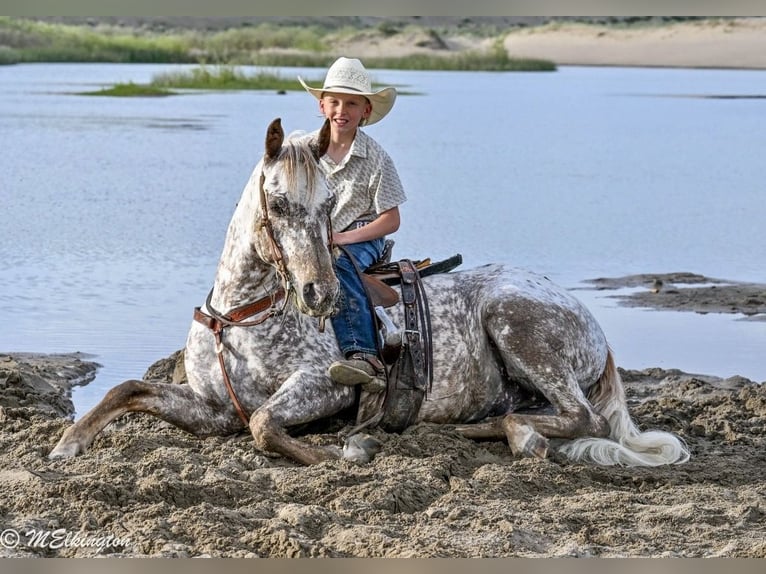 Pony de las Américas Caballo castrado 5 años 142 cm  in Rigby