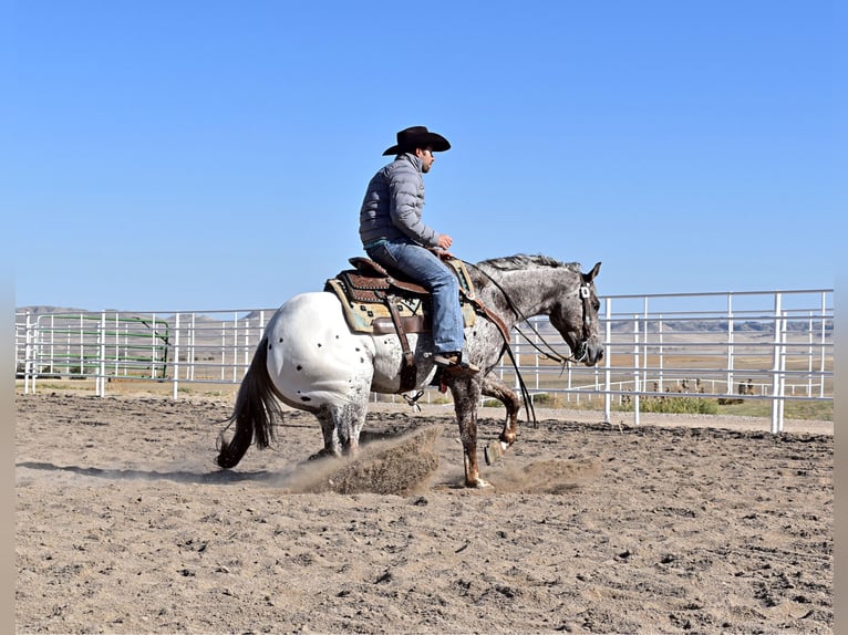 Pony de las Américas Caballo castrado 5 años 145 cm Atigrado/Moteado in Bayard, Nebraska