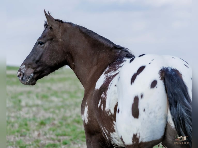 Pony de las Américas Mestizo Caballo castrado 5 años 147 cm Pío in Auburn