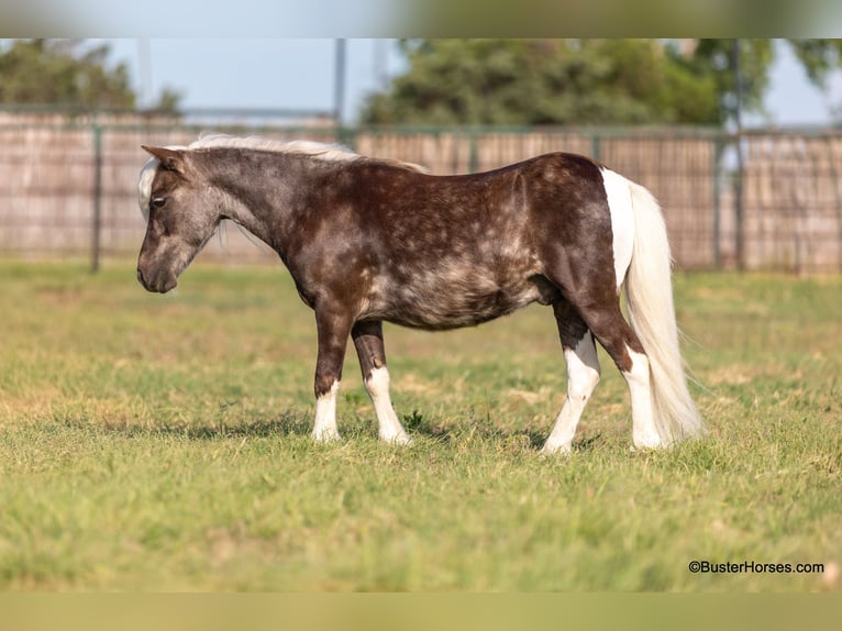 Pony de las Américas Caballo castrado 5 años 99 cm Castaño rojizo in Weatherford TX