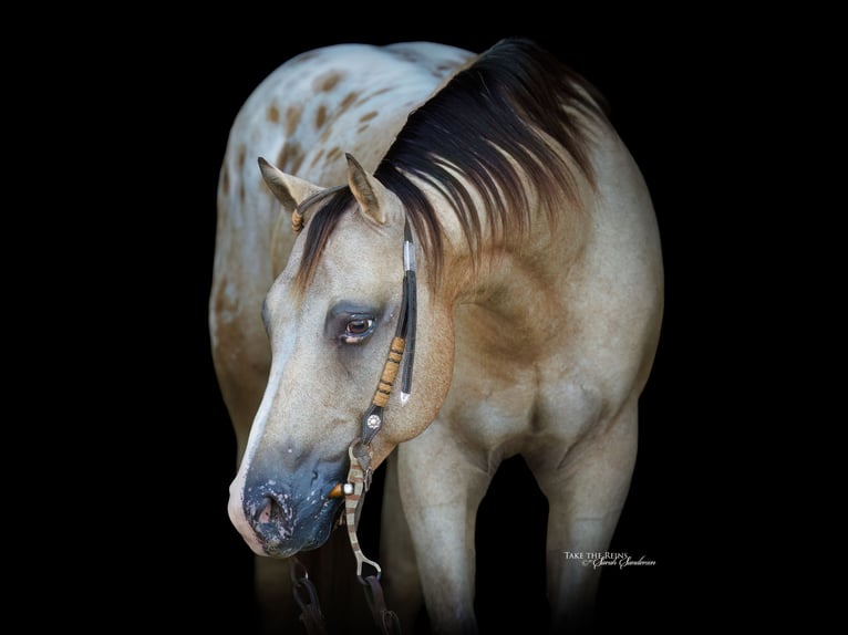 Pony de las Américas Caballo castrado 5 años Buckskin/Bayo in Madill