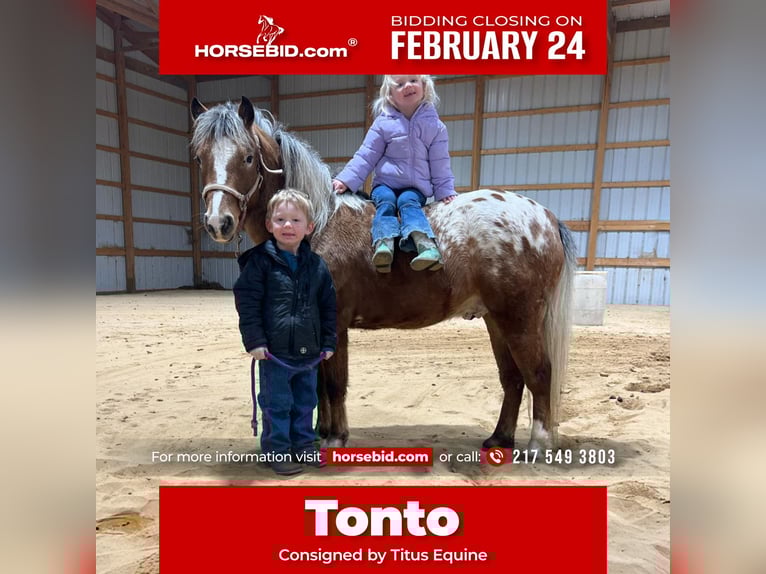 Pony de las Américas Caballo castrado 6 años 112 cm in Brownstown, IL
