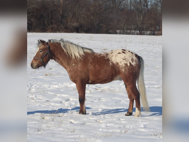 Pony de las Américas Caballo castrado 6 años 112 cm in Brownstown, IL