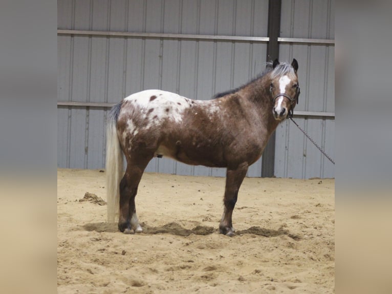 Pony de las Américas Caballo castrado 6 años 112 cm in Brownstown, IL