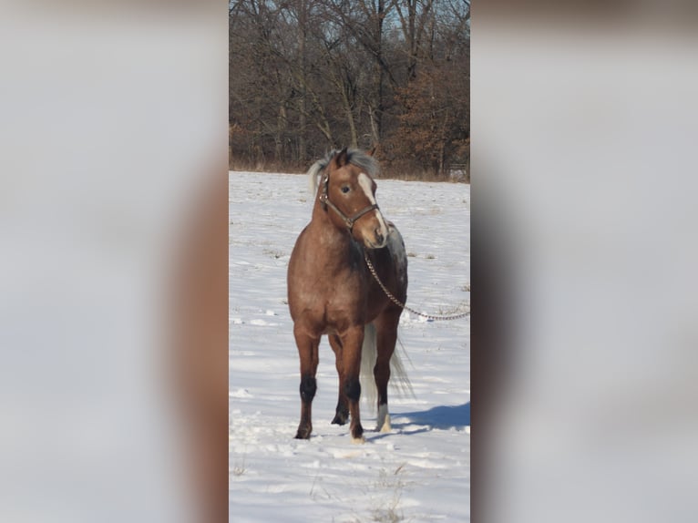 Pony de las Américas Caballo castrado 6 años 112 cm in Brownstown, IL