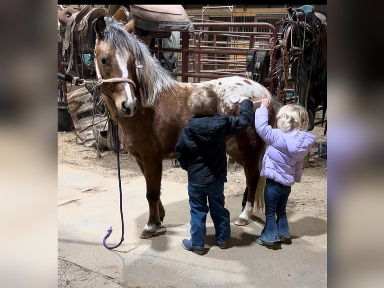 Pony de las Américas Caballo castrado 6 años 112 cm in Brownstown, IL