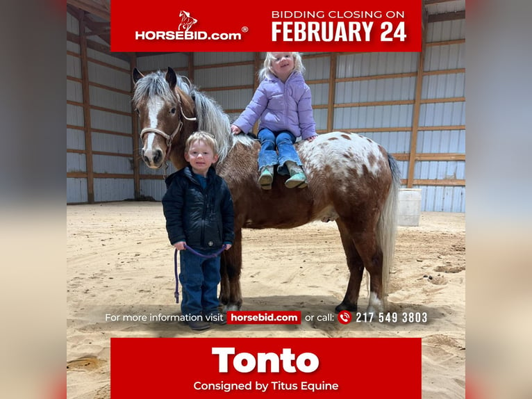 Pony de las Américas Caballo castrado 6 años 112 cm in Brownstown, IL