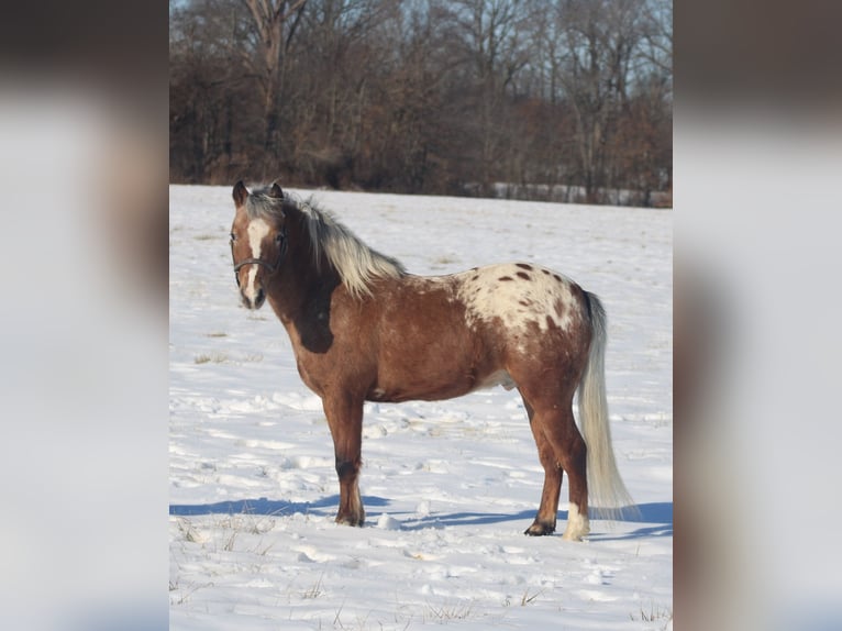 Pony de las Américas Caballo castrado 6 años 112 cm in Brownstown, IL