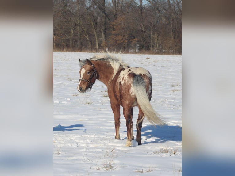 Pony de las Américas Caballo castrado 6 años 112 cm in Brownstown, IL