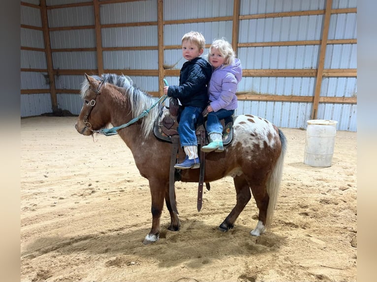 Pony de las Américas Caballo castrado 6 años 112 cm in Brownstown, IL