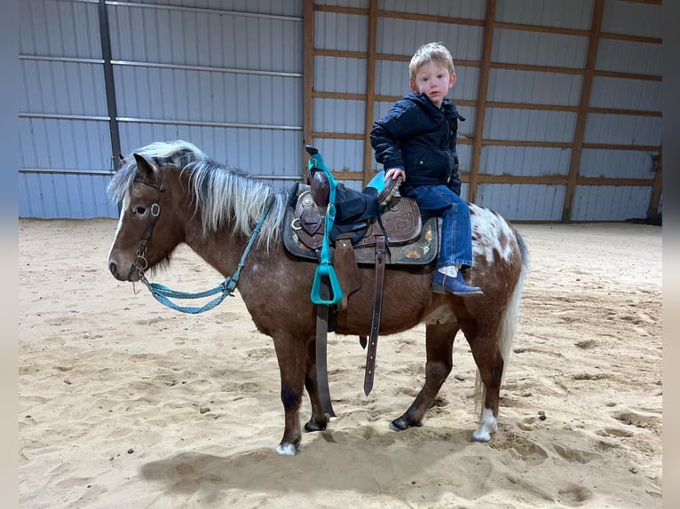 Pony de las Américas Caballo castrado 6 años 112 cm in Brownstown, IL