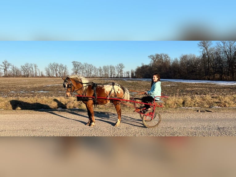 Pony de las Américas Caballo castrado 6 años 112 cm in Brownstown, IL