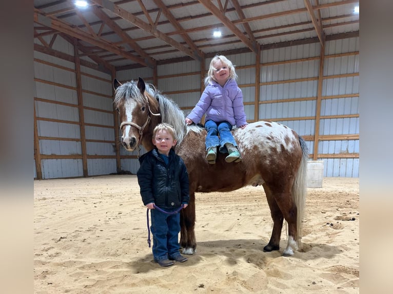 Pony de las Américas Caballo castrado 6 años 112 cm in Brownstown, IL