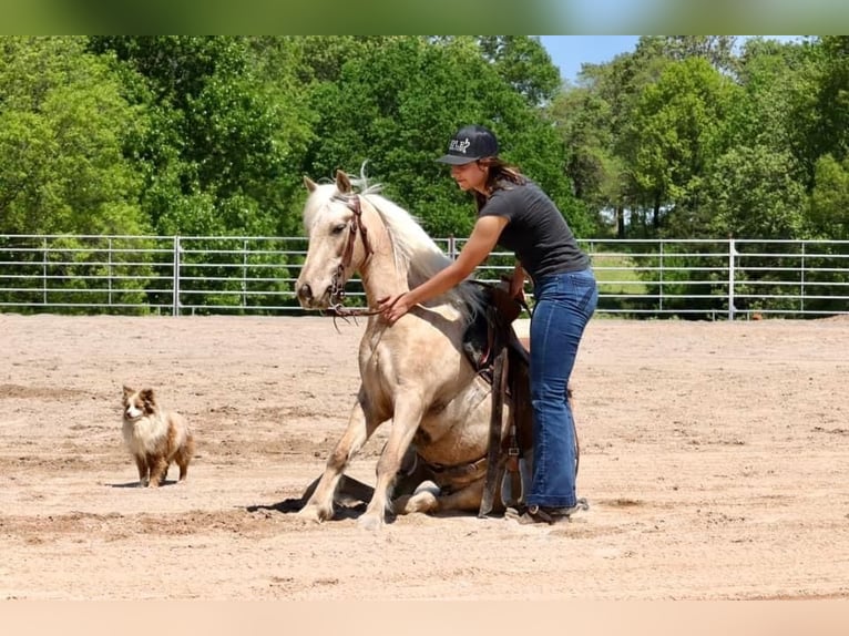 Pony de las Américas Caballo castrado 6 años 124 cm in Buckeye