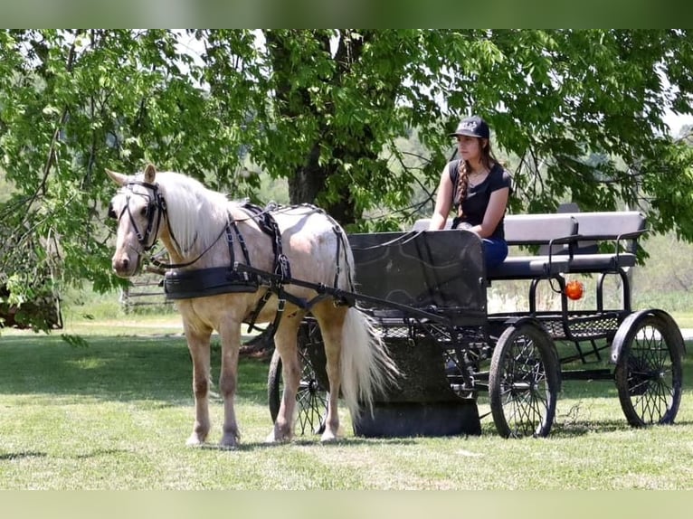 Pony de las Américas Caballo castrado 6 años 124 cm in Buckeye