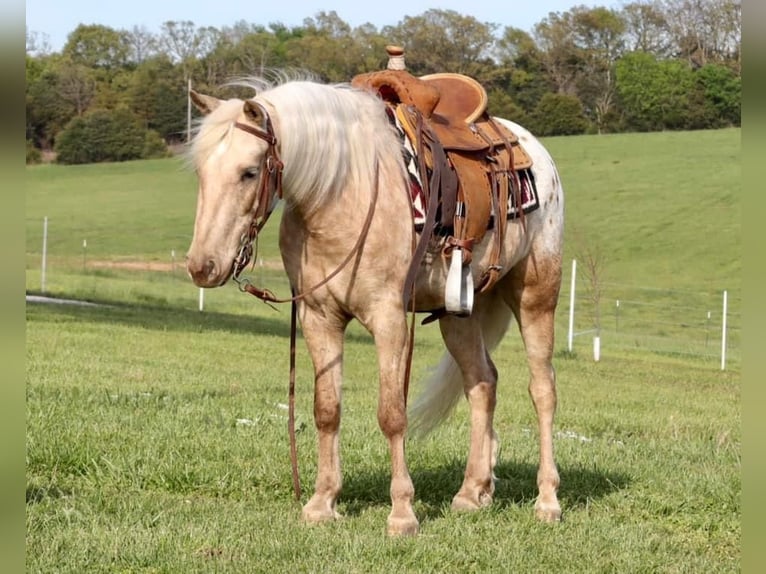 Pony de las Américas Caballo castrado 6 años 124 cm in Buckeye