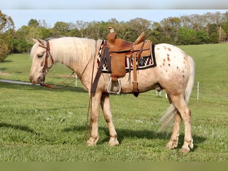 Pony de las Américas Caballo castrado 6 años 124 cm in Buckeye