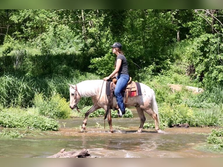 Pony de las Américas Caballo castrado 6 años 124 cm in Buckeye