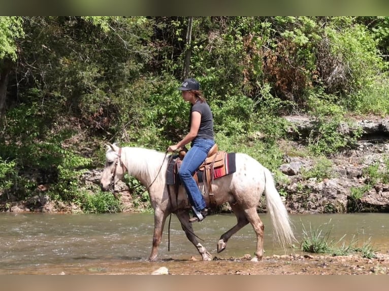 Pony de las Américas Caballo castrado 6 años 124 cm in Buckeye