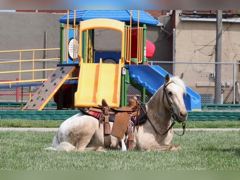 Pony de las Américas Caballo castrado 6 años 124 cm in Buckeye