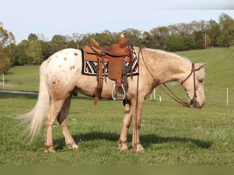 Pony de las Américas Caballo castrado 6 años 124 cm in Buckeye