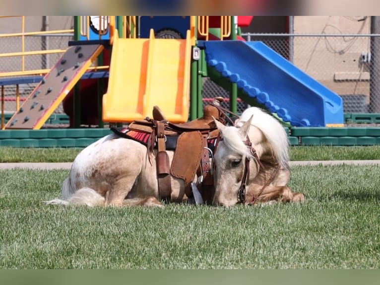 Pony de las Américas Caballo castrado 6 años 124 cm in Buckeye