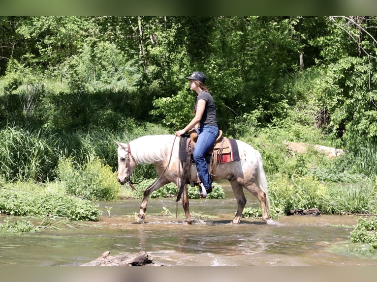 Pony de las Américas Caballo castrado 6 años 124 cm in Purdy, MO