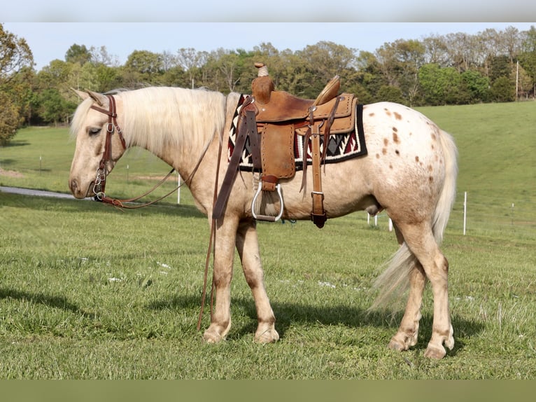 Pony de las Américas Caballo castrado 6 años 124 cm in Purdy