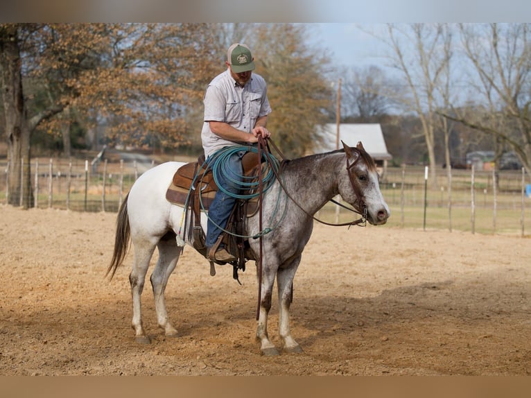 Pony de las Américas Caballo castrado 6 años 137 cm Ruano alazán in Bloomburg
