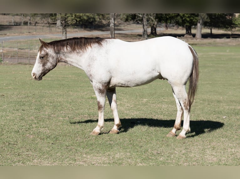 Pony de las Américas Caballo castrado 6 años 137 cm Ruano alazán in Bloomburg