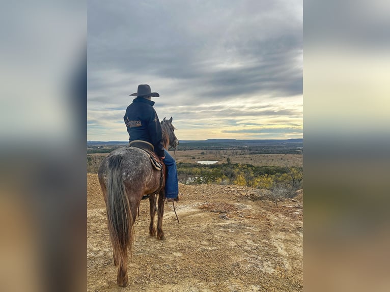 Pony de las Américas Caballo castrado 6 años 140 cm Tordo in Jacksboro TX