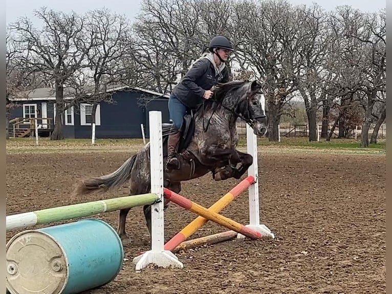 Pony de las Américas Caballo castrado 6 años 140 cm Tordo in Jacksboro TX