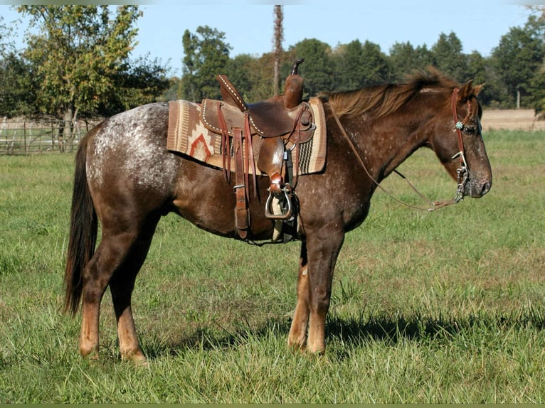 Pony de las Américas Caballo castrado 6 años 142 cm Ruano alazán in Charleston, IL