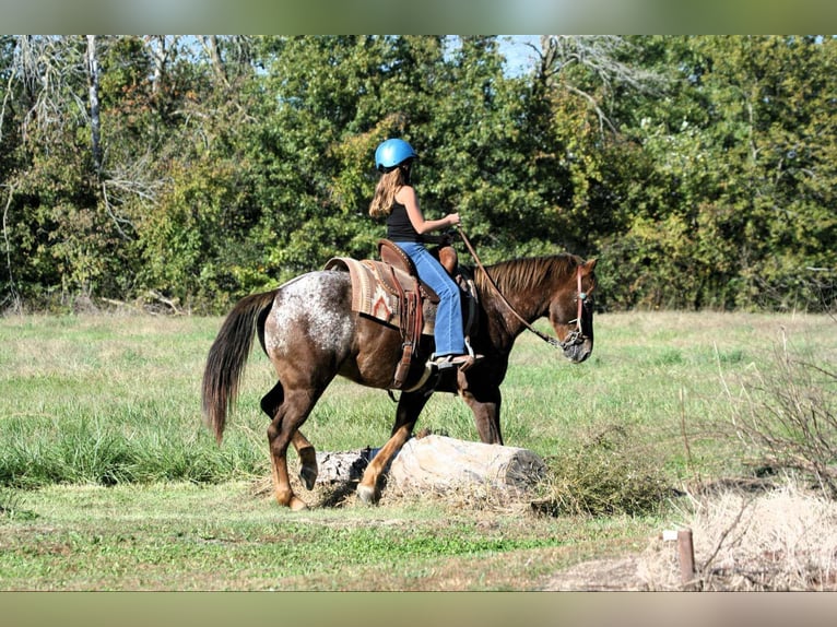 Pony de las Américas Caballo castrado 6 años 142 cm Ruano alazán in Charleston, IL