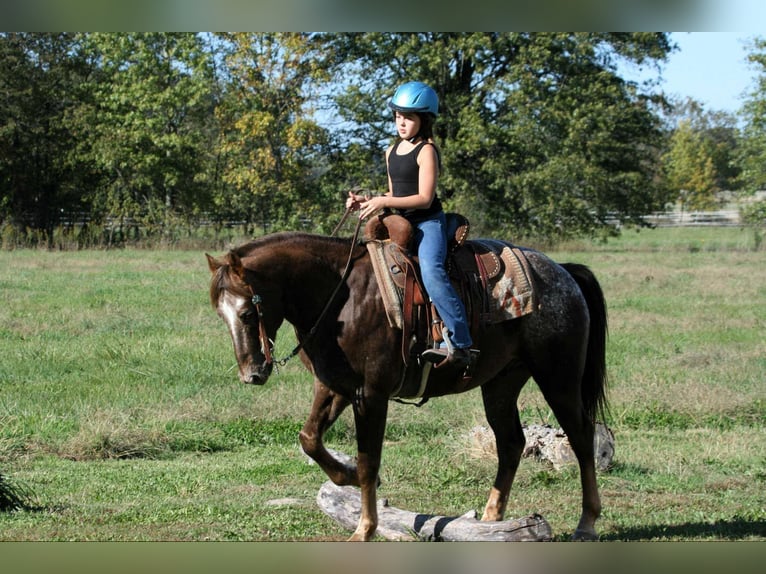 Pony de las Américas Caballo castrado 6 años 142 cm Ruano alazán in Charleston, IL